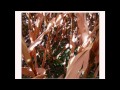 Thumbnail for Integrating No-Till or Strip-Till with Cover Crops - Dwayne Beck