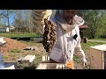 Thumbnail for Honey Bees Vanish! So disappointing...Why we almost lost them all!