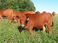 Thumbnail for "No Stress" sorting young bulls in the pasture from cow mob.