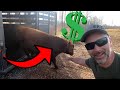 Thumbnail for Dream of owning a farm? Can you earn a living with cattle? Surprised?