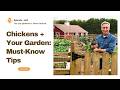 Thumbnail for Gardening with Chickens: What 10 More Years Taught Us