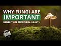 Thumbnail for Mycology Lecture | Fungal Fun with Peter McCoy Dr. Mary Cole, and Dr. Elaine Ingham