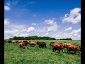 Thumbnail for Grass-Based Dairy - Low Input, High Value