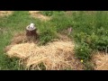Thumbnail for Raised bed creation - Hugelculture and Ruth Stout inspired