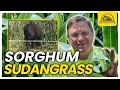 Thumbnail for The Most Productive Cover Crop Is A Gamechanger: Sorghum Sudangrass