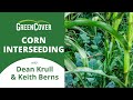 Thumbnail for Corn Interseeding with Dean Krull & Keith Berns