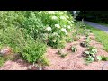 Thumbnail for Permaculture Food Forest - Considering Succession and other elements