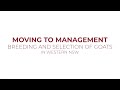 Thumbnail for Innovations in Ag: Moving to Management breeding and selection of goats -...
