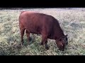 Thumbnail for Greg talks bull stockpiled forage grazing info and Missouri black gold!