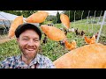 Thumbnail for What Chickens Do To a Garden (in a day)