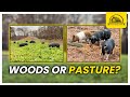 Thumbnail for Are Pigs Better in Pasture or Wooded Lots