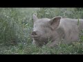 Thumbnail for PIGS IN THE WOODLOT (SILVOPASTURE SERIES EP 6 )