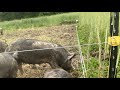 Thumbnail for Moving Pastured Pigs to a New Paddock: The Love Fresh Forage