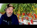 Thumbnail for What are “Beneficials” REALLY + Hydroponics for Small Farms?