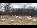 Thumbnail for If you have small acreage, sheep are your best ruminant animal to manage.