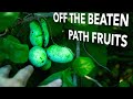 Thumbnail for SIX Resilient Fruits for Small Farms
