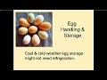 Thumbnail for Winter Care of Poultry Part 2 Egg Production