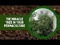 Thumbnail for Moringa: The Miracle Tree in Your Permaculture | Health Benefits and...