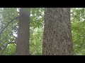 Thumbnail for Hackberry - Terrible name, Phenomenal tree