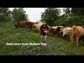 Thumbnail for Joel Salatin introduces Michael Godfrey to the carbon cowboys