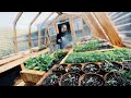 Thumbnail for See the Greenhouse that Saves Us Thousands in Garden Plants