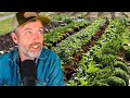 Thumbnail for Encouraging Cucumber Beetle Predators + Windbreaks + Interplanting SAFELY
