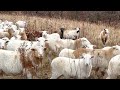 Thumbnail for Sheep are our lowest labor requirement animal on the farm.