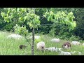 Thumbnail for Parasite resistant sheep are king on building a profitable grazing operation.
