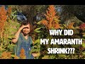 Thumbnail for Why my Amaranth SHRANK as my Soil IMPROVED