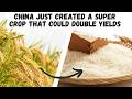 Thumbnail for China just created a super crop that could end world hunger.