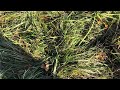 Thumbnail for Greg explains the benefits of Kentucky 31 Fescue for winter stockpile grazing.
