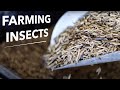 Thumbnail for The Business of Commercial Black Soldier Fly Larvae Production