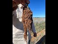 Thumbnail for 5) Increase Nutrient Cycles - Principles in Context - Multi Species Farming...