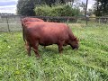 Thumbnail for Two beautiful South Poll Macho bulls available for your farm.