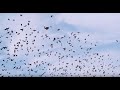 Thumbnail for Contract Cattle Grazing and Establishing Grazing Leases