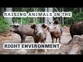 Thumbnail for FOREST PIGS PASTURED BIRDS S4 ● E45