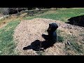 Thumbnail for The Orchard Plan to Feed (yet to exist) grand Children