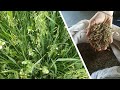 Thumbnail for Practical intercropping