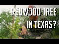 Thumbnail for We Planted 3000 TREES, Did Any SURVIVE?