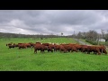 Thumbnail for Moving our flerd in the spring flush with 1 polybraid wire at 12" high
