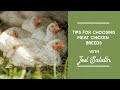Thumbnail for Tips for Choosing Broiler Chicken Breeds | Joel Salatin
