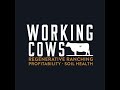 Thumbnail for The Marketing Flexibility that Comes from Composite Cattle (WCP 489)
