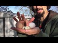Thumbnail for Raising Quail with The Permaculture Student Online