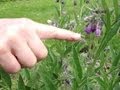 Thumbnail for why permaculture folks love comfrey