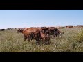 Thumbnail for Adaptive Grazing 101: Adaptive Breeding