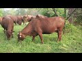 Thumbnail for Mowing another landowners yard for the first time with cattle mob.