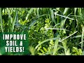 Thumbnail for Benefits of Cover crops - how do they increase soil fertility and boost soil health?