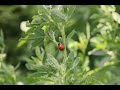 Thumbnail for The Impact of Regenerative Agriculture on Global Food Systems