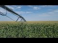Thumbnail for Why Are Spider Mites Only Attracted to Certain Fields?