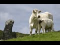 Thumbnail for Irish Pasture-Based Dairy Systems: Grazing and Grassland Management